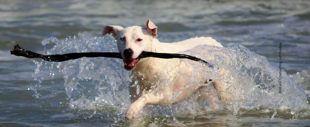 Hund im Wasser