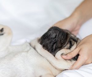 WORKSHOP "HUNDEMASSAGE FÜR HUNDEMENSCHEN"