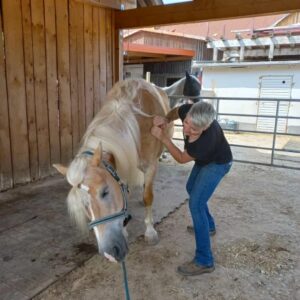 Massagegriffe Pferde