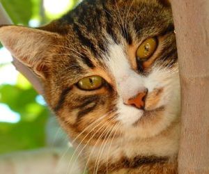 Ernährung der Hauskatze