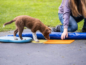 Bodenarbeit für Hunde