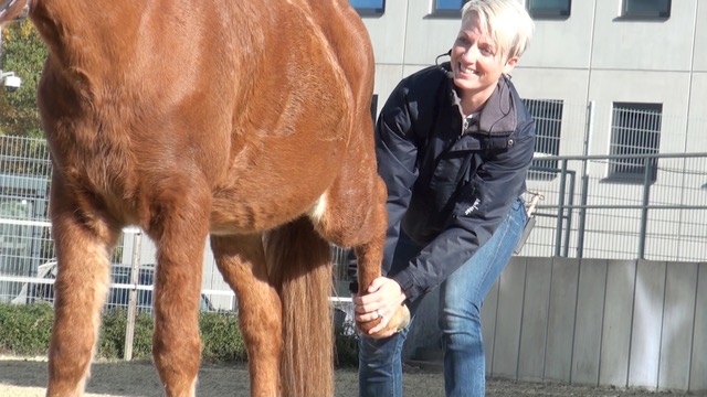 Nicola die ein Pferdebein dehnt