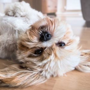 Dem Kreuzbandriss beim Hund trainerisch begegnen – Prehab und Rehab