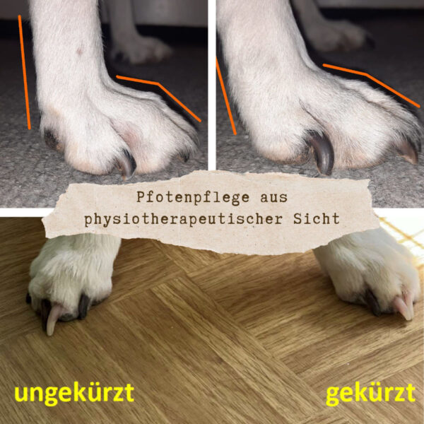 Pfotenpflege