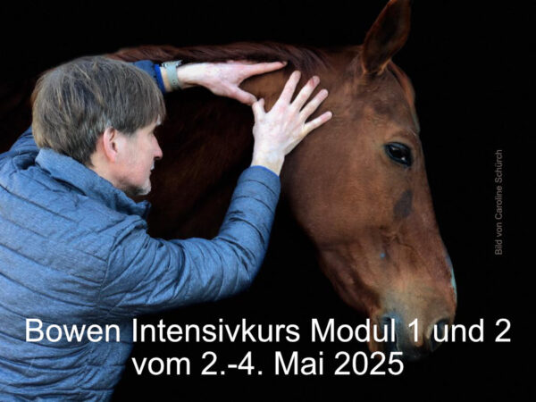 ISBT-Bowen Therapie® Practitioner für Pferde Intensiv