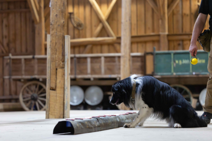 Das Bild zeigt einen Hund der in der Ausbildung zum Spürhund das anzeigen lernt