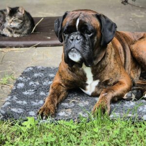 Pankreatitis beim Tier – verstehen, begleiten und richtig handeln