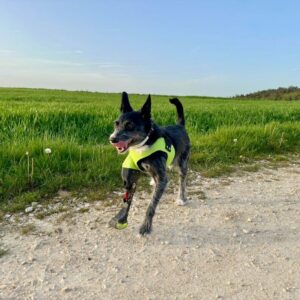 Einführung in die Prothetik bei Hunden