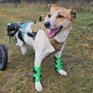 Einführung in die Orthesen bei Hunden