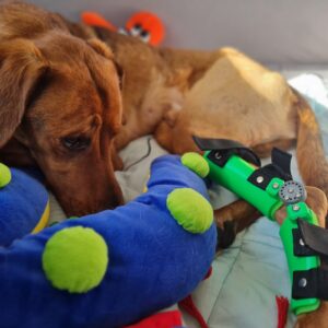 Orthopädische Hilfsmittel für Tiere verstehen