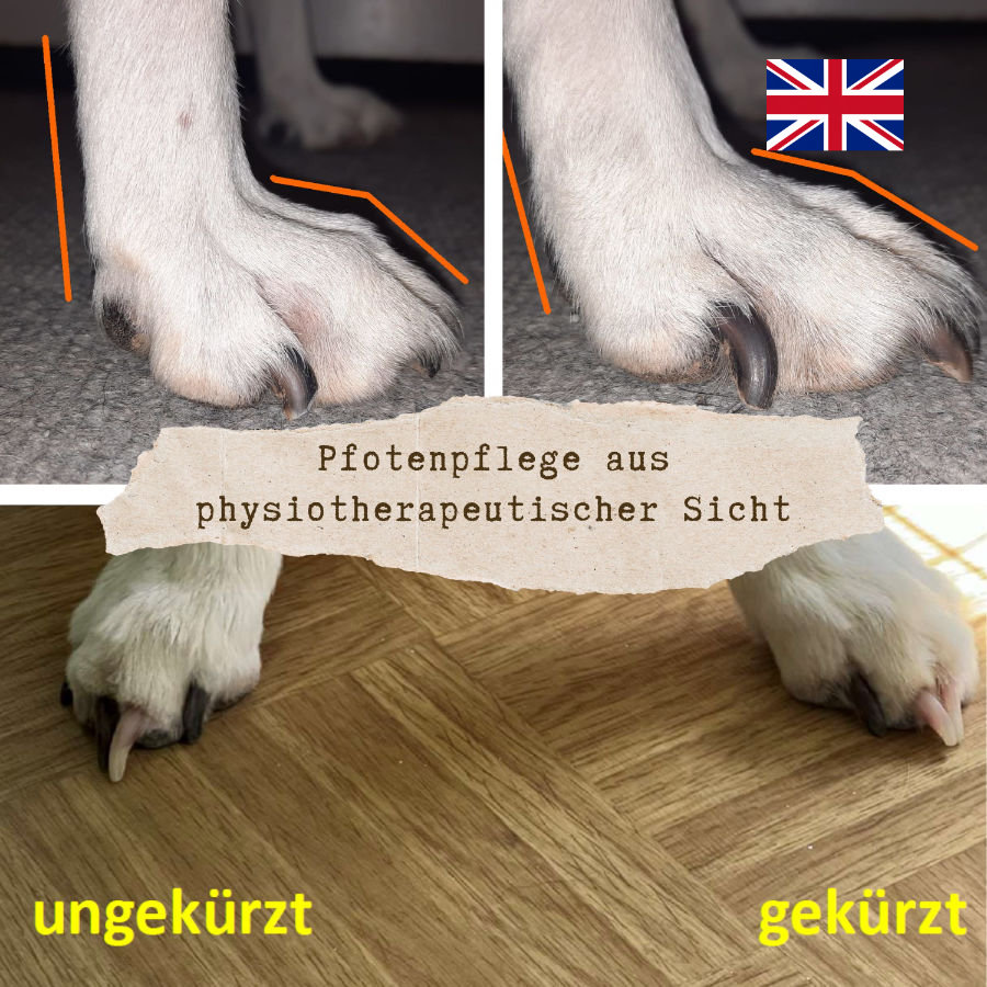 Paw and Nail Care